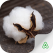 Cotton Pests