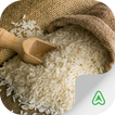 Rice Pests