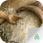 Rice Pests icône