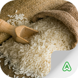 Rice Pests ikon