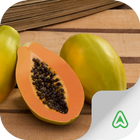 Pests of Papaya আইকন