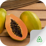 Pests of Papaya icon