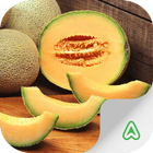 Melon Pest icône