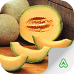 Melon Pest