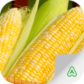 Corn Pests
