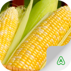Corn Pests icon