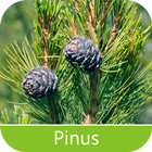 Pests of Pinus icône