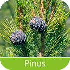 Pests of Pinus Zeichen
