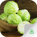 Cabbage Pests APK