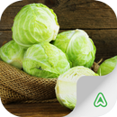 Pragas do Repolho APK