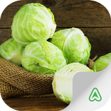 Cabbage Pests icône