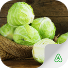 Cabbage Pests آئیکن