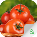 Pragas do Tomate APK