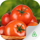 Plagas del tomate icono