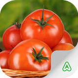 Tomato Pests icon