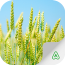 Wheat Pests APK