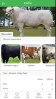 Cattle Guide poster