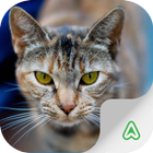 Cats Breeds Lite Zeichen