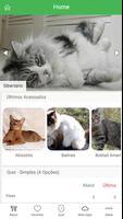 Cats Breeds Lite poster
