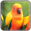 Flappy Bird APK