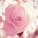 Verse of the Day APK