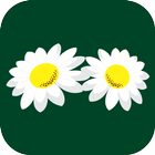 Camomilla 圖標