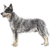 Dog's Sounds APK