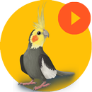 Calopsita Sounds - 33 Sons APK