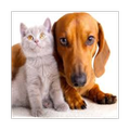 犬と猫の写真