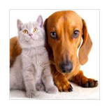 Dog and Cat pictures