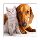 犬と猫の写真 APK