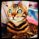 SukiiCat : Cat HD Wallpapers & Kitten Pictures APK