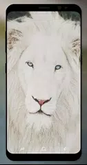 White Lion Wallpaper アプリダウンロード
