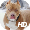 Pitbull Wallpaper APK