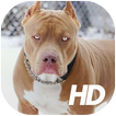 Pitbull Fondos de Pantalla