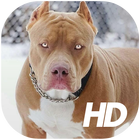 Pitbull Fondos de Pantalla icono