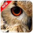 Owl Wallpaper