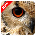 Owl Wallpaper আইকন