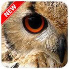 Owl Wallpaper biểu tượng