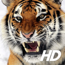 Tiger Wallpaper APK