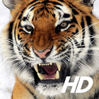 Tiger Wallpaper 아이콘