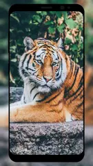 Tiger Wallpaper APK 下載