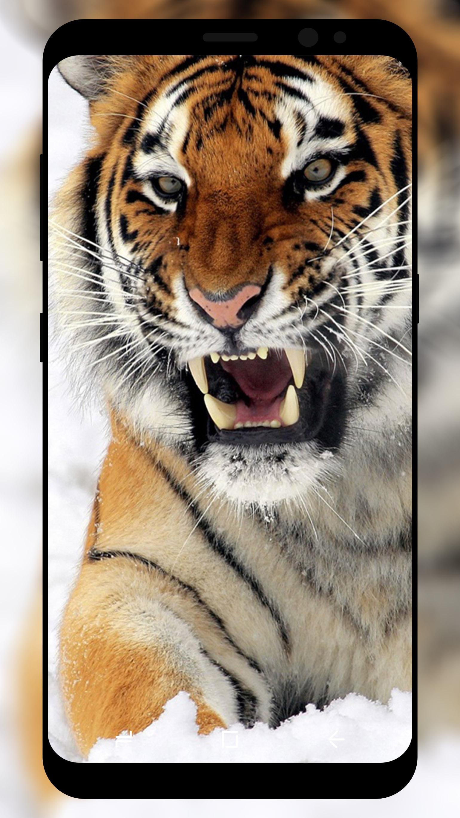 Descarga de APK de Tigre fondo de pantalla para Android