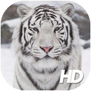 White Tiger Wallpaper APK