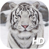Белый тигр обои иконка