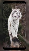 Poster White Tiger Wallpaper