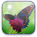 Butterfly Live Video Wallpaper aplikacja
