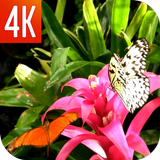 Papillon et Fleur LWP icône