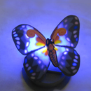 Dream of Butterfly APK