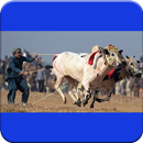 Bull Race of Punjab APK
